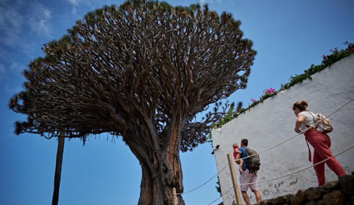 Una familia visita el Parque del Drago en el municipio de Icod de los Vinos