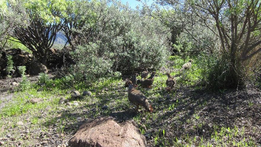 El conejo, a salvo de la escopeta