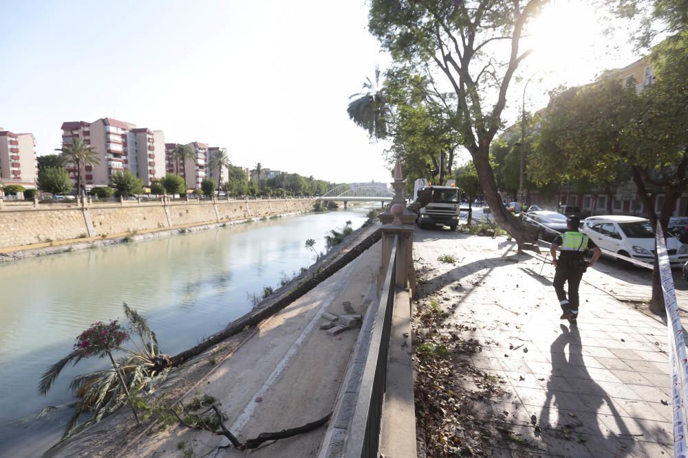 Una fuerte racha de viento hace caer una palmera