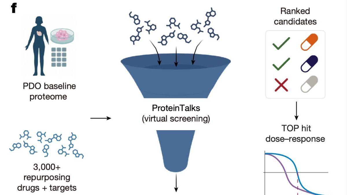 ProteinTalks ayudó a clasificar posibles tratamientos, incluidos medicamentos reutilizados que mostraron actividad en organoides tumorales cultivados en laboratorio.