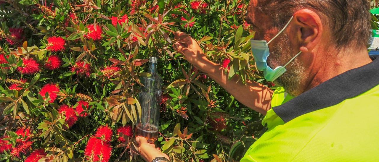 Instalación de trampas caseras contra la velutina.