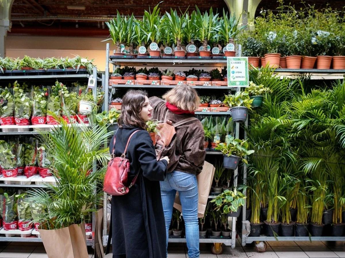 El mercadillo traerá a la ciudad tanto plantas para principiantes olvidadizos, como también ejemplares grandes cuyo cuidado es más complejo
