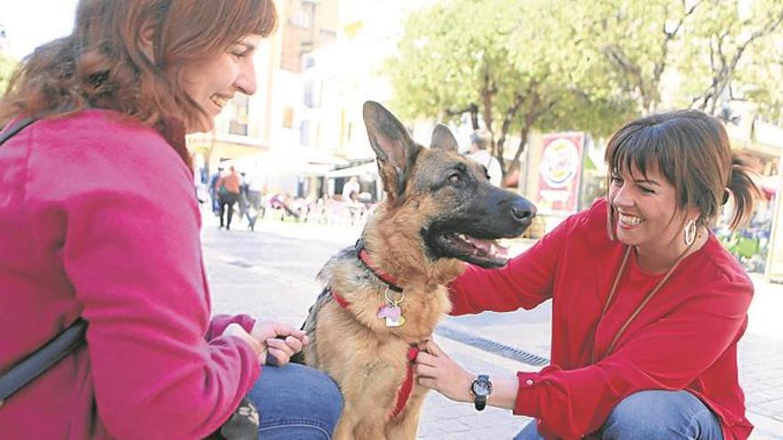 La Generalitat multará por el uso de collares que dañen a los perros