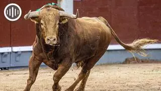 'Brigadier', el misterio de la bravura de Pedraza de Yeltes