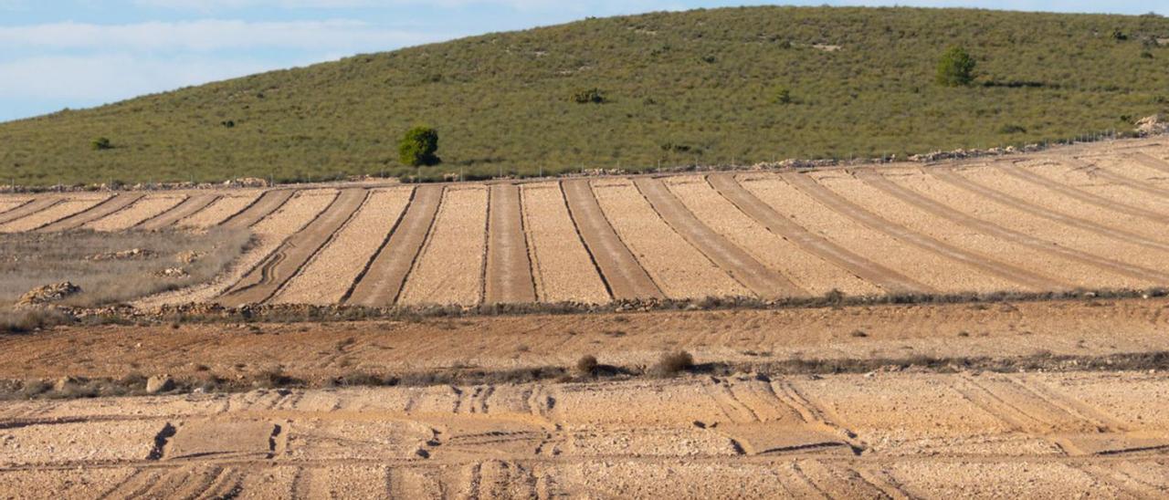 Parcelas afectadas por nuevas roturaciones en la Zona de Protección para las Aves de Moratillas. | INFORMACIÓN