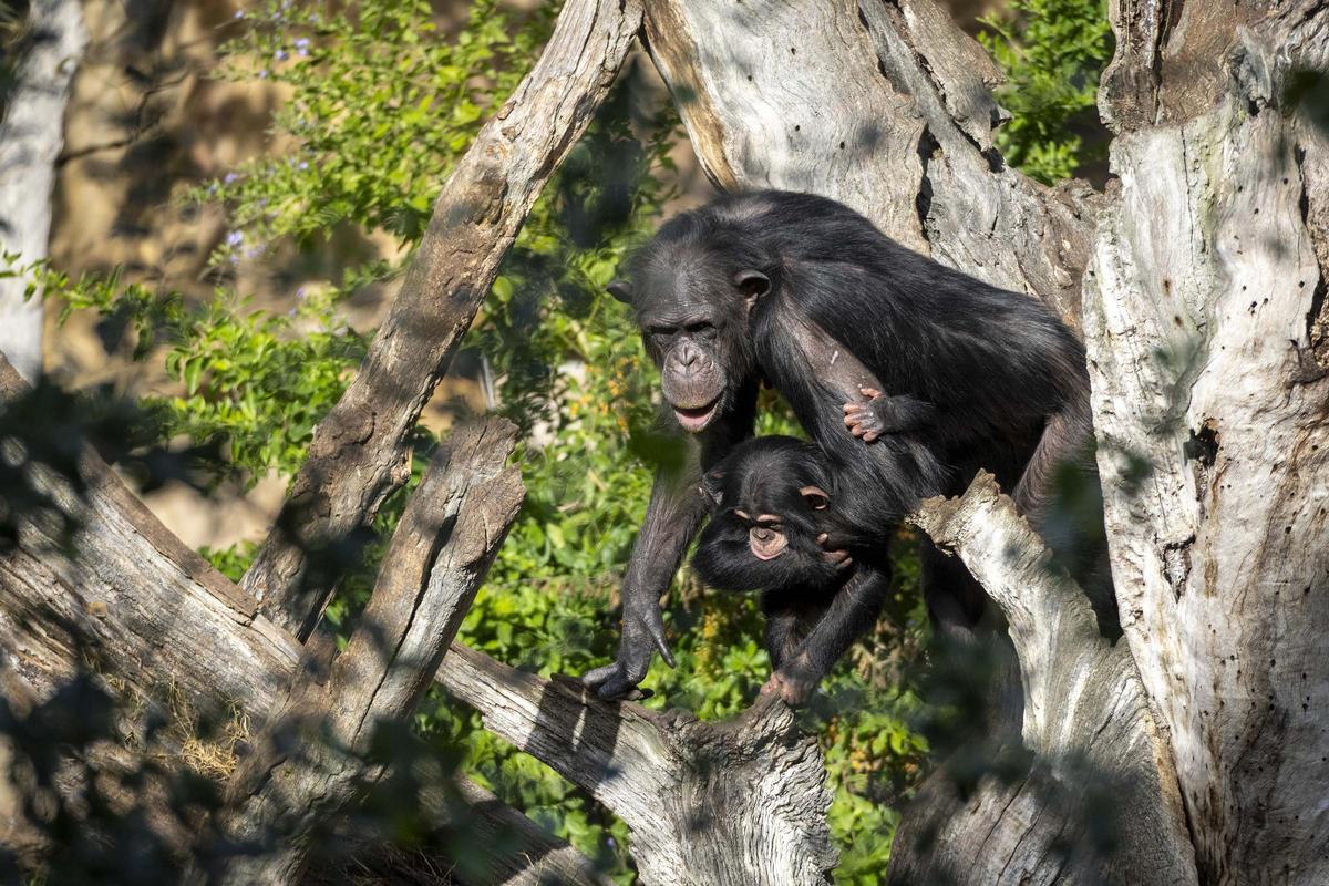 Chimpancés en la selva ecuatorial de Bioparc Valencia