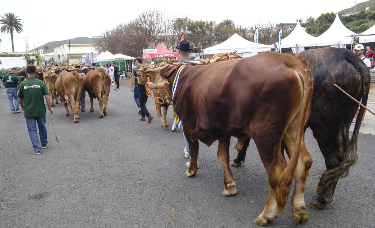 Feria de Ganado de Gran Canaria