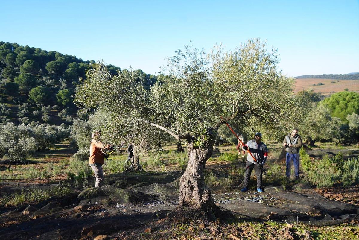 Jornaleros recogen la aceituna en un olivar de Pozoblanco, en la campaña anterior.