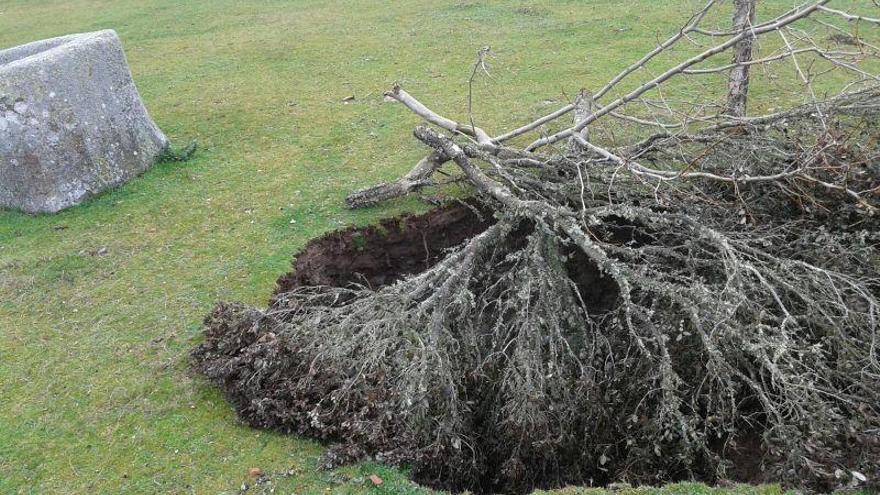 Ramaje colocado sobre el agujero provocado por el hundimiento de la cueva