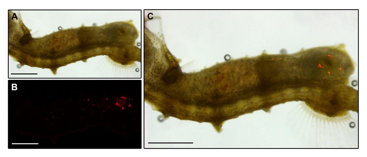 Microplásticos (puntos rojos) al final del intestino de un caballito.