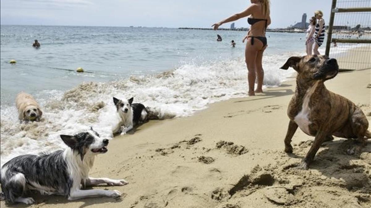 Playa de llevant, apta para perros