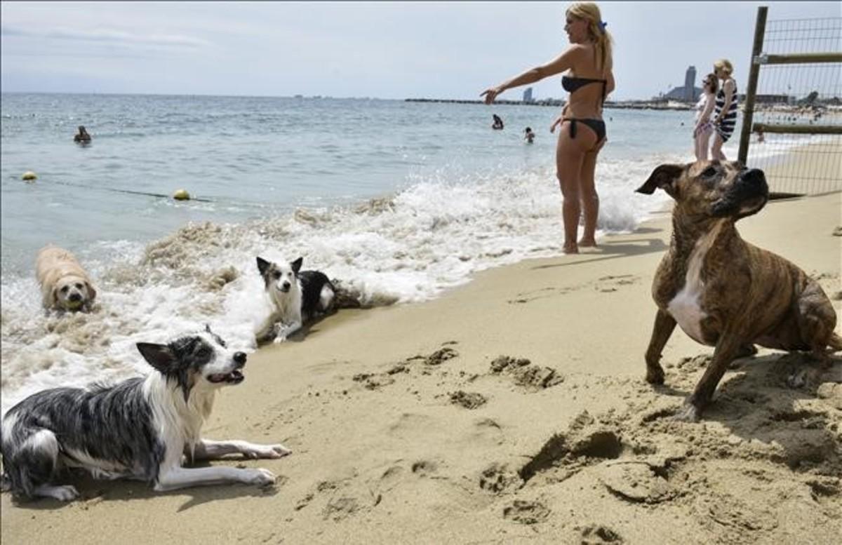 dcaminal35044710 barcelona  10 07 16  sociedad  reportaje sobre la playa de l160811121205