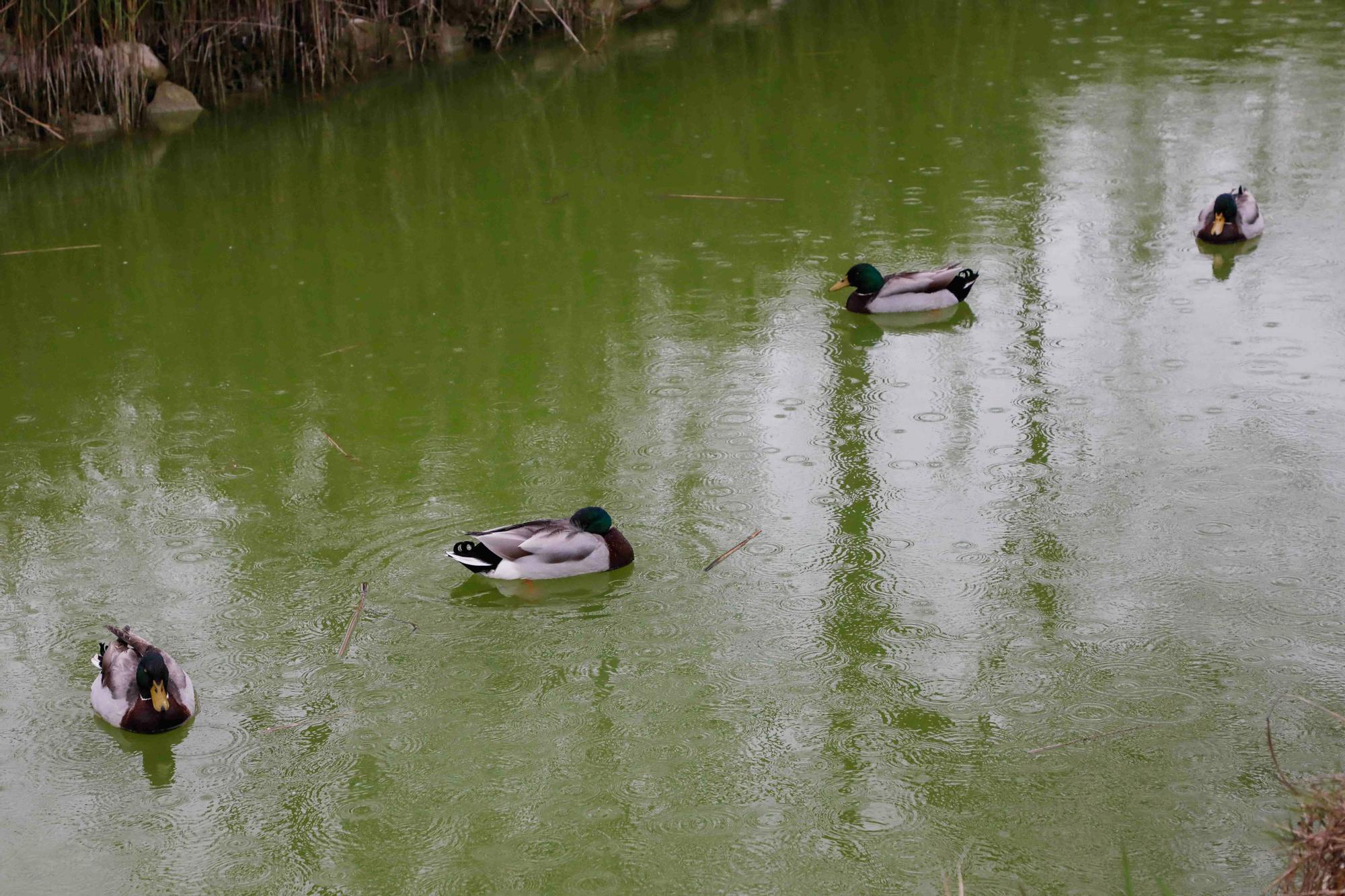 Agua teñida de verde en el Parque de Cabecera