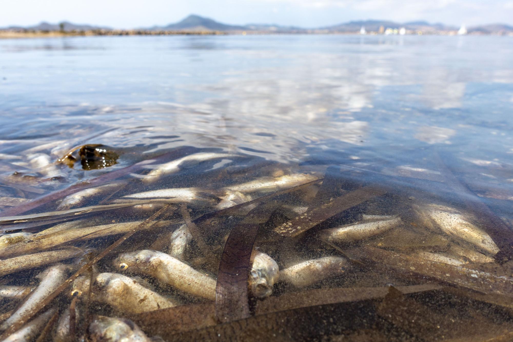 Las imágenes de la crisis del Mar Menor que quedarán grabadas en tu retina