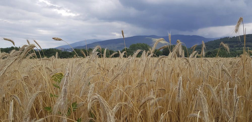 Blat a la Cerdanya.