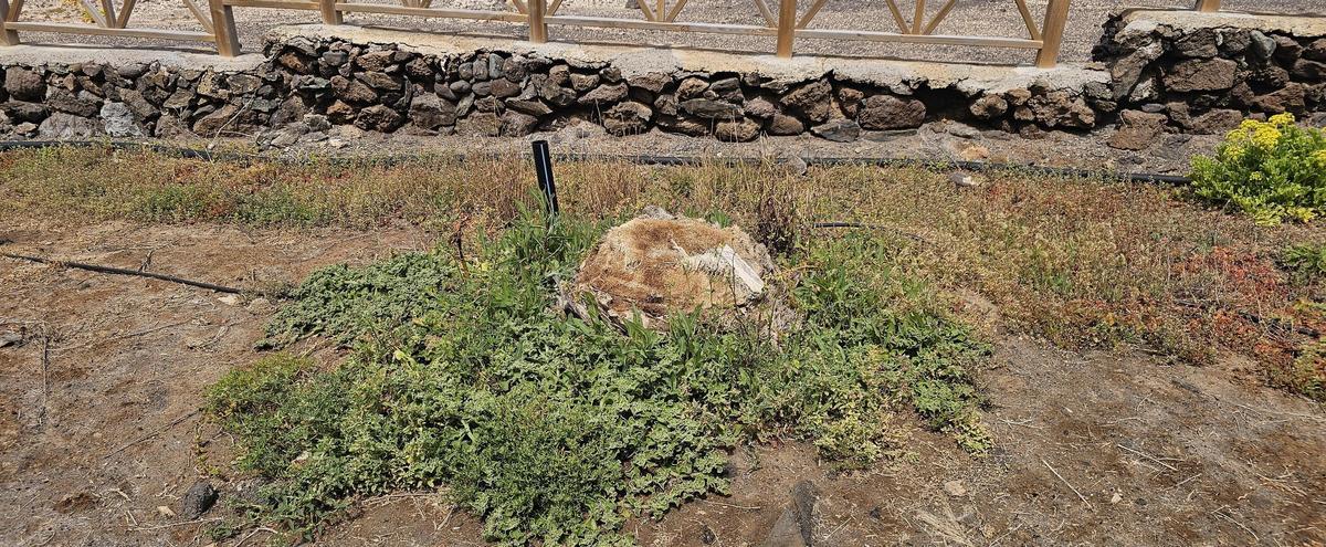 Denuncian abandono de jardines públicos en la zona de El Agujero en Gáldar.