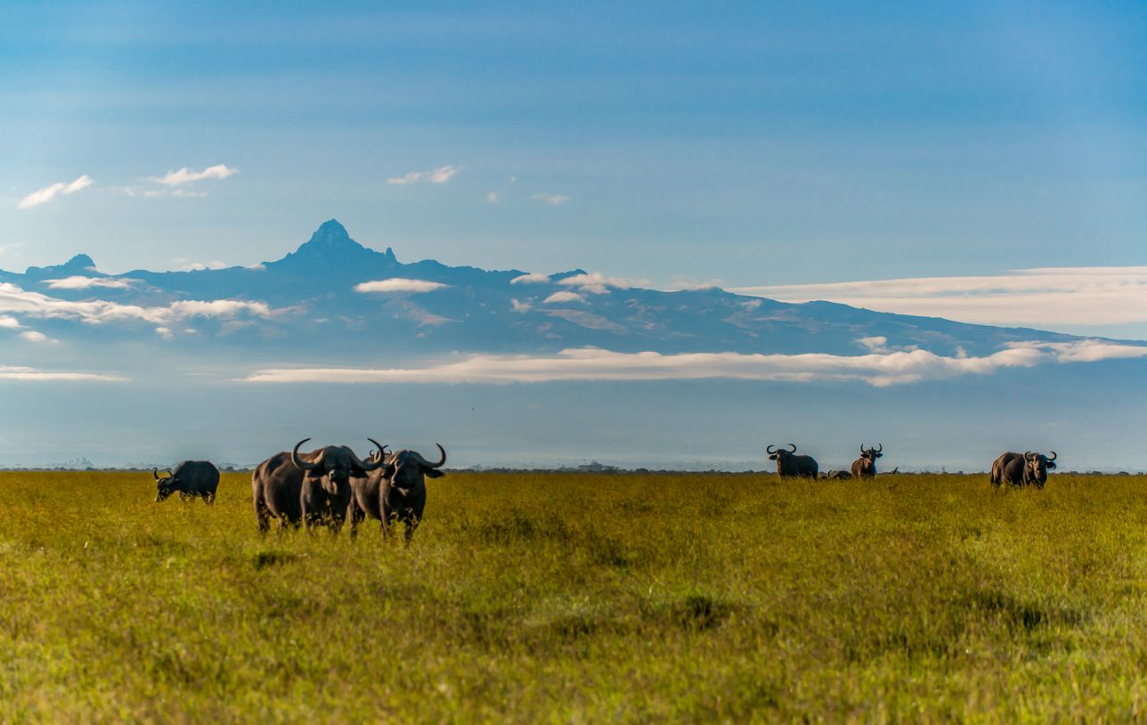 Las vistas al monte Kenia desde la reserva de Ol Pejeta acompañan durante el safari