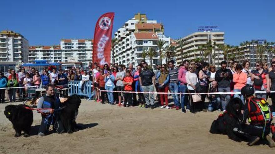 Peñíscola, sede oficial de la unidad canina de rescate Mare Nostrum