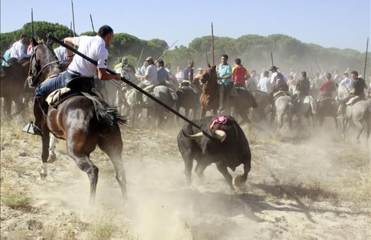 cmarquez14013817 a horseman stears the bull during  toro de la vega  festival160909155216