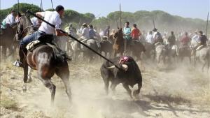 Un participante del torneo clava su lanza en Platanito, el Toro de la Vega del 2010. 