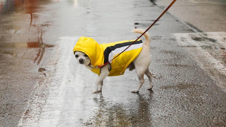 Alerta amarilla mañana lunes por lluvias, nevadas y temporal marítimo en Alicante.