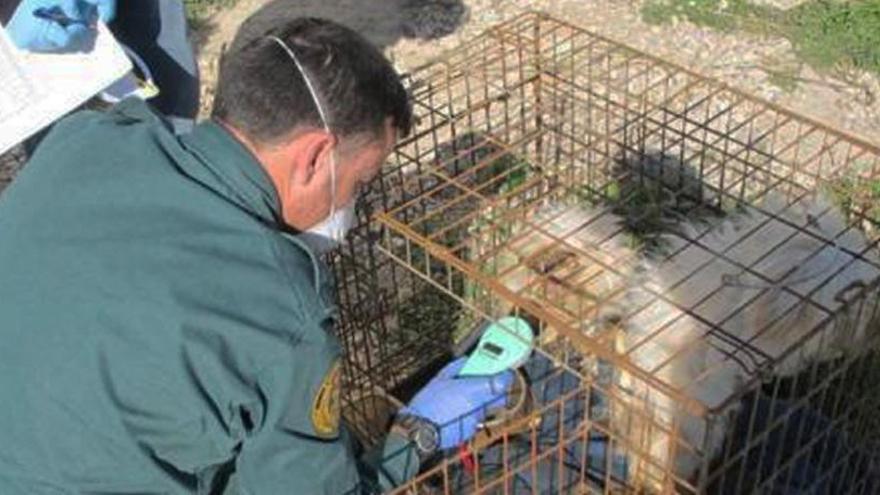 La Guardia Civil descubre el criadero.