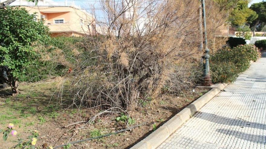 Unidas Podemos pide mejoras en el servicio de parques y jardines