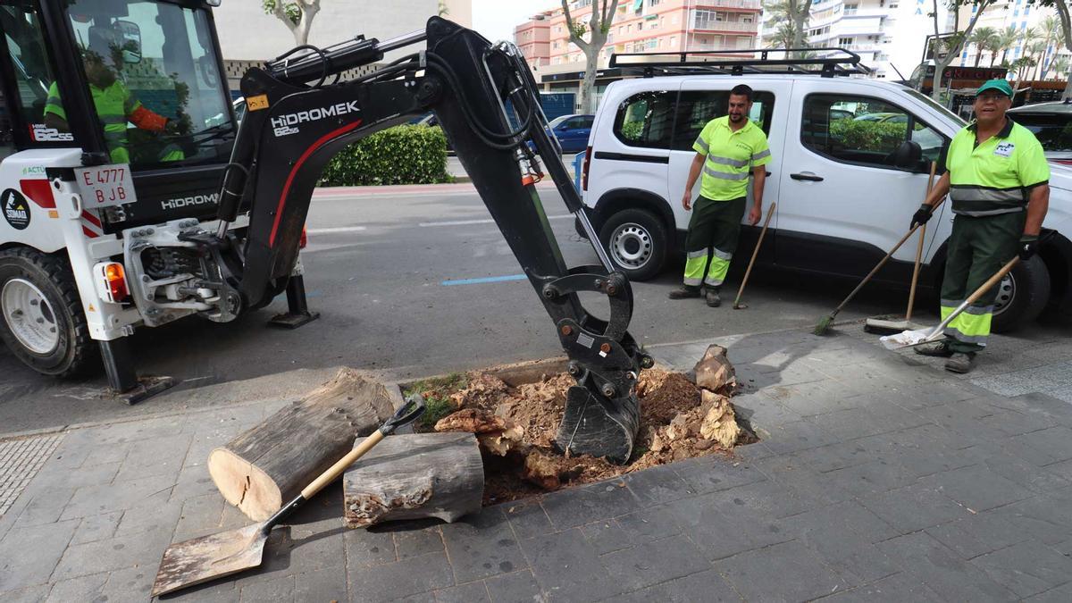 Maquinaria para retirar las raíces de los árboles de Benidorm.