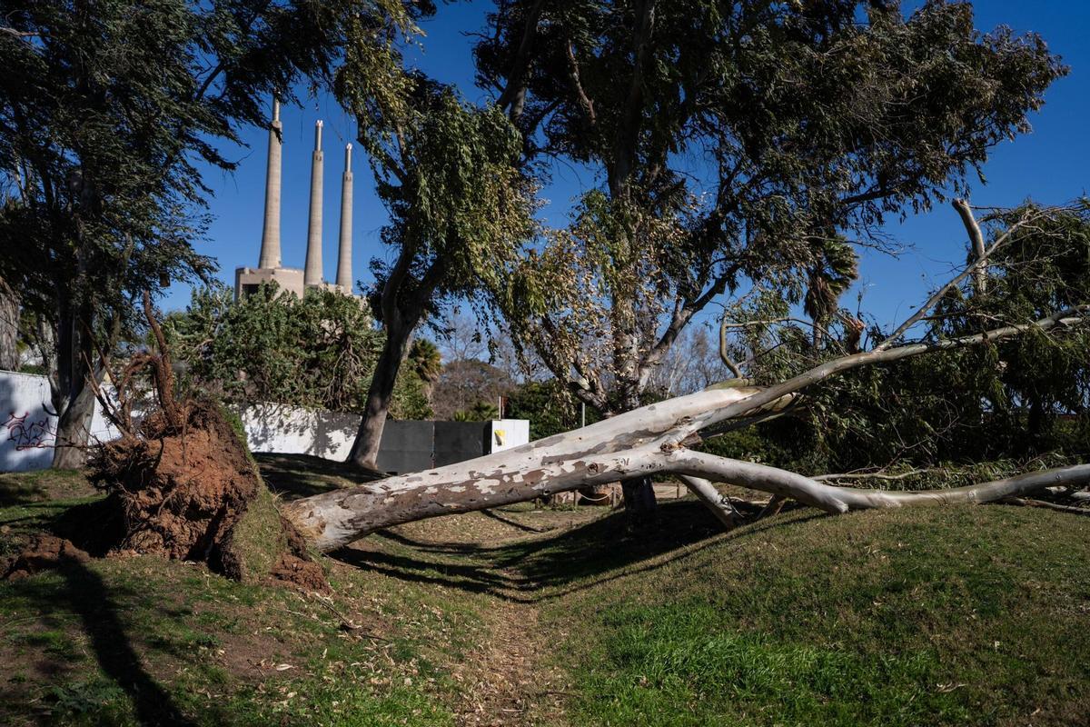 El parque del Litoral de Sant Adrià de Besòs, con un árbol caído durante el vendaval del pasado jueves.