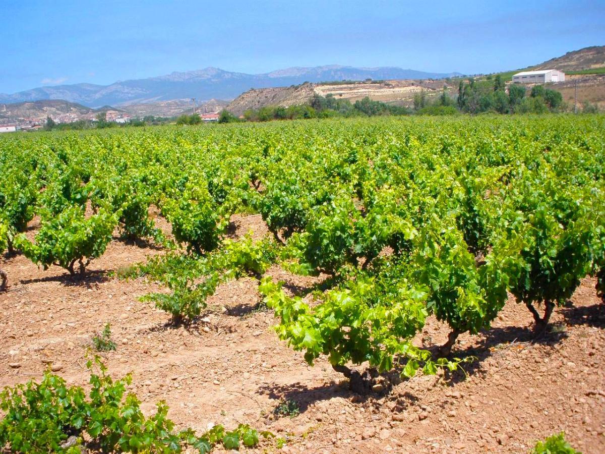 Los viñedos de Fuenmayor
