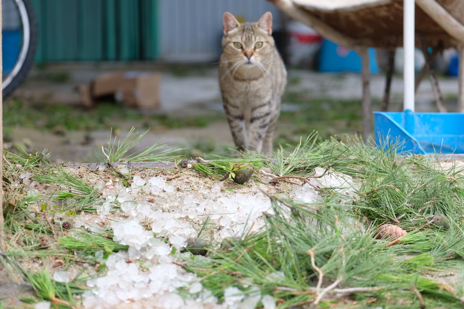 Tormenta de intensidad torrencial con rayos y granizo en el Alto y Medio Vinalopó