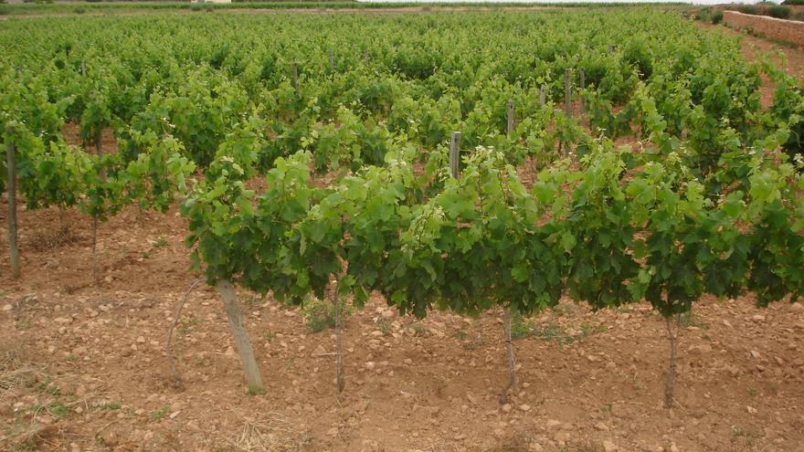 &quot;La viticultura és essencial a Europa&quot;