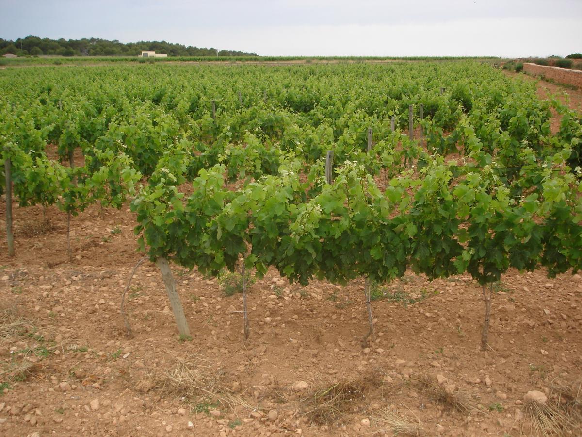 Cultiu de vinya en una fotografia d'arxiu