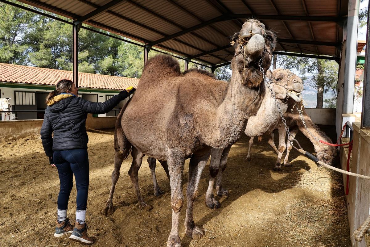 Los dromedarios ya están listos para trasladar a los Reyes Magos de Alcoy