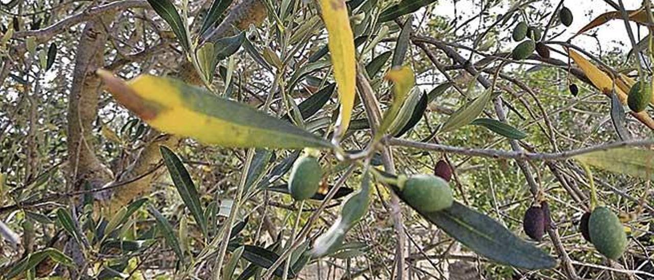 Los olivos de la Serra de Tramuntana, afectados por la falta de lluvia y por un hongo.