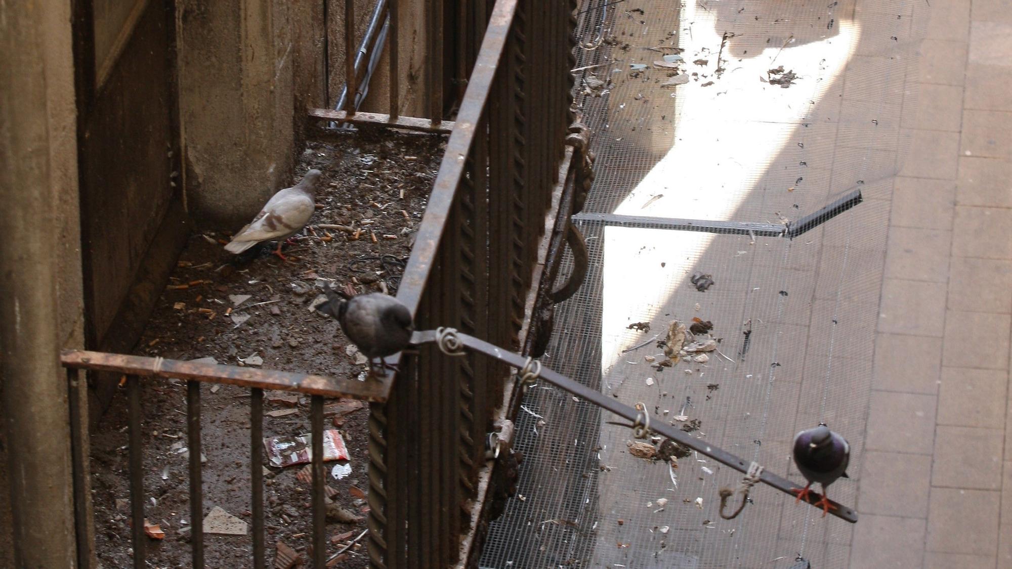 BALCONES , PALOMAS , VIVIENDAS