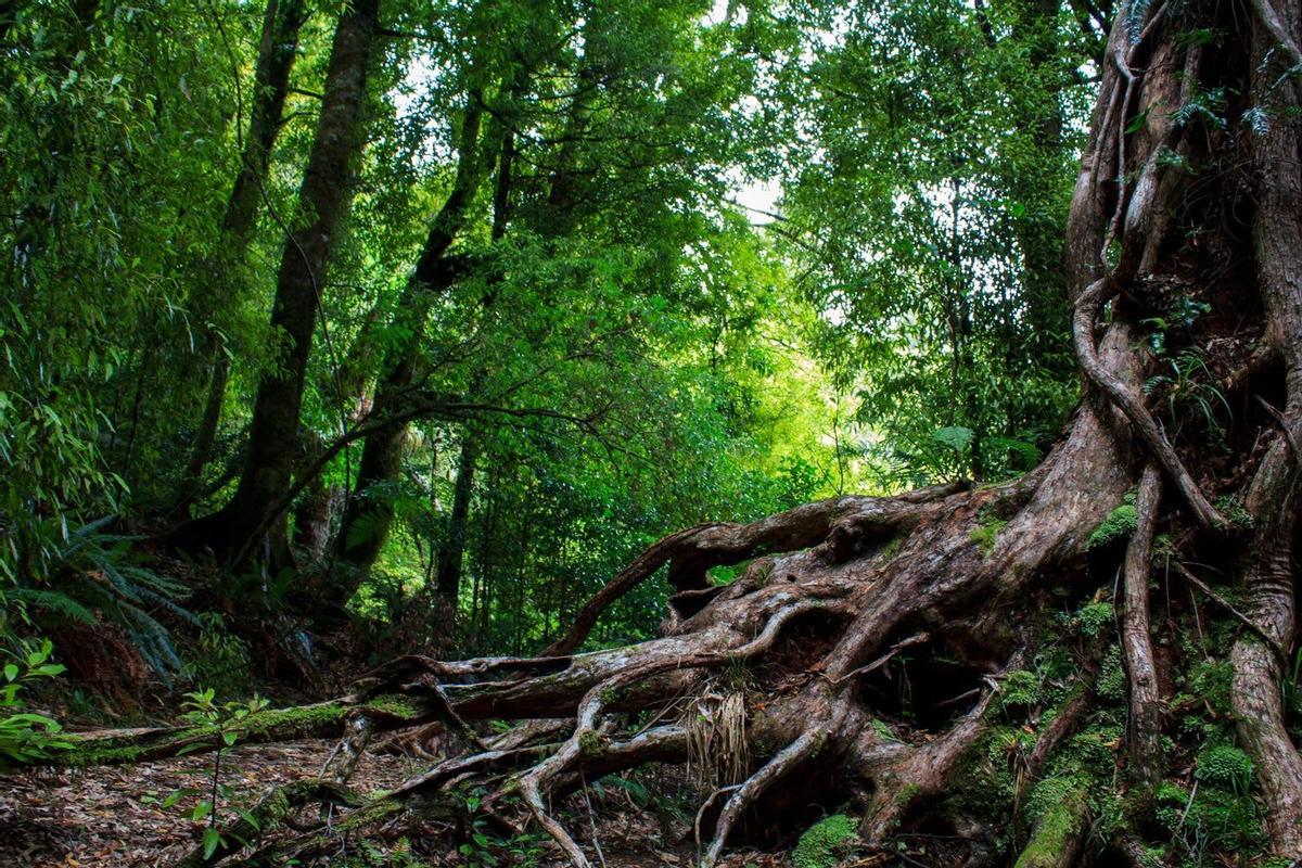 Bosque de Waipoua