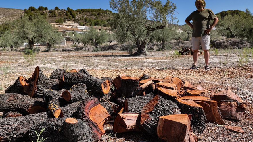 Agricultura incrementa un 38 % las ayudas para los afectados por la xylella de los almendros