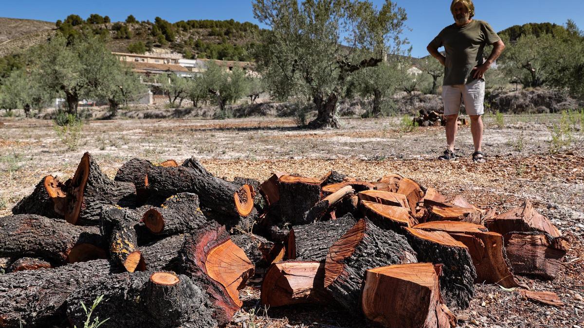 Almendros arrancados en un campo de cultivo en Millena.