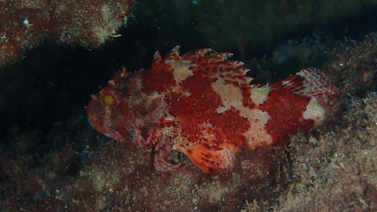 Cabracho – Escórpora roja – scorpaena scrofa.jpg