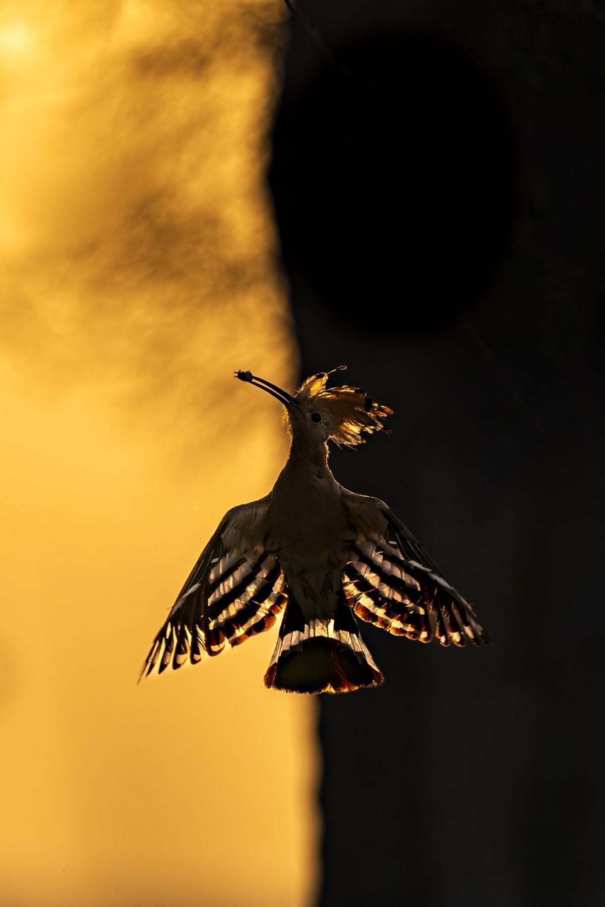 En la categoría de comportamiento - Aves. Plata: Hermis Valiyandiyil
