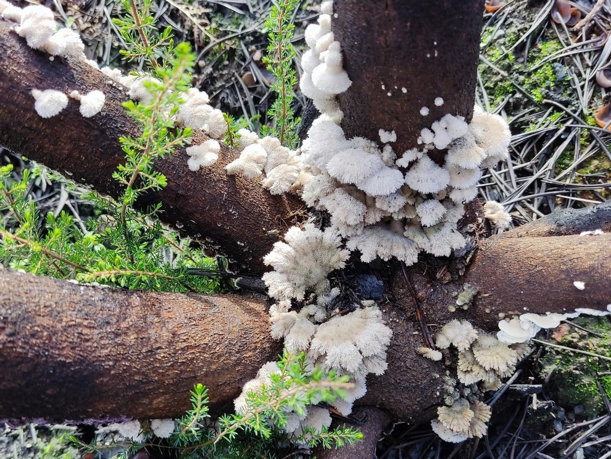 Schizophyllum commune