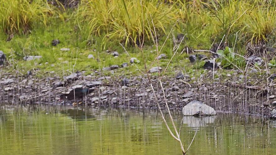 SEO BirdLife registra más de 40 especies de aves en la Charca de San Lorenzo