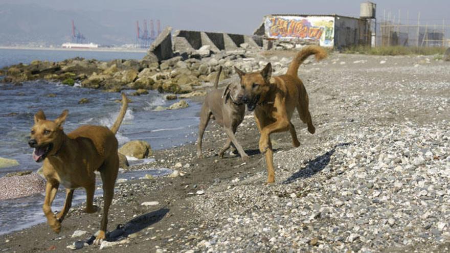 Imagen de la playa para perros que se habilitó en la capital malagueña.