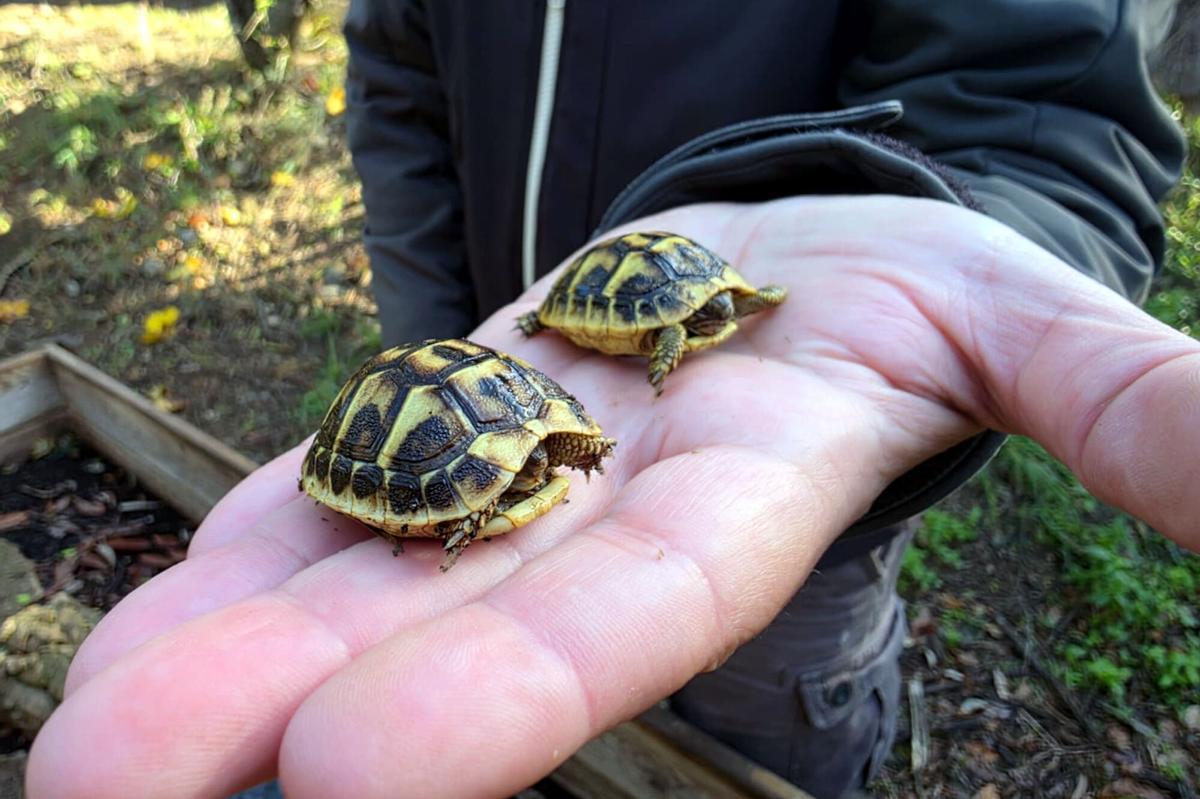 Dos exemplars de tortugues mediterrànies nascudes al setembre al Centre de Reproducció de l’Albera