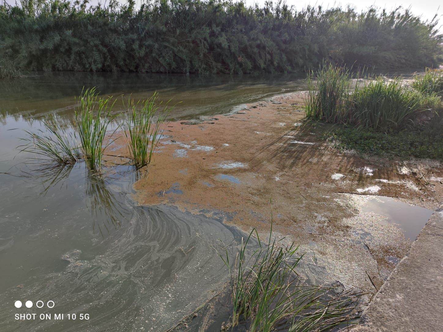 Una alga cubre de verde la desembocadura del río Vaca entre Xeraco y Tavernes