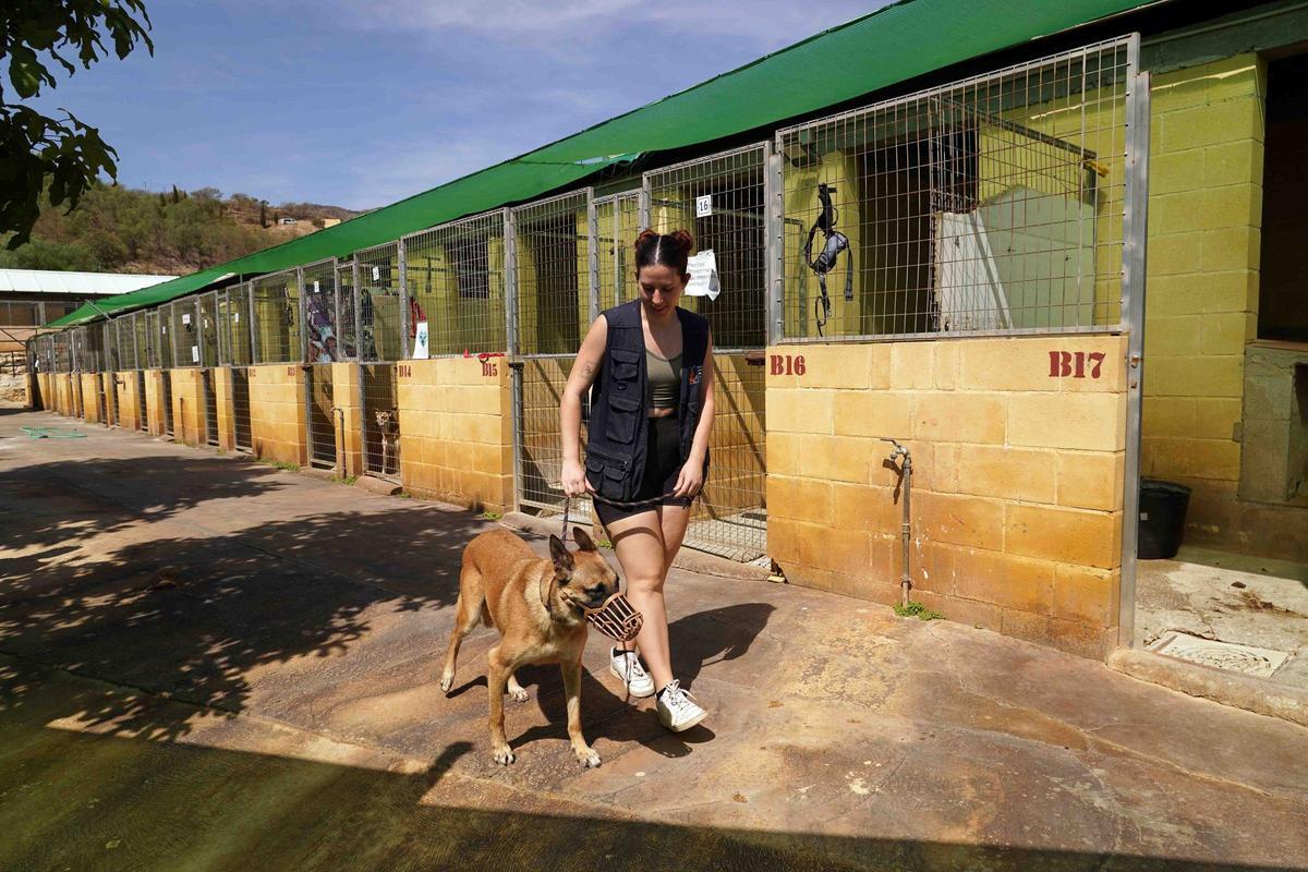 Varios voluntarios realizan tareas de curas y velan para salvaguardar el bienestar de los animales en la Sociedad Protectora de Animales y Plantas de Málaga. PERROS