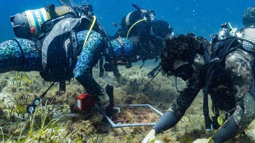 Propuestas para un plan de choque para salvar la posidonia en Ibiza y Formentera