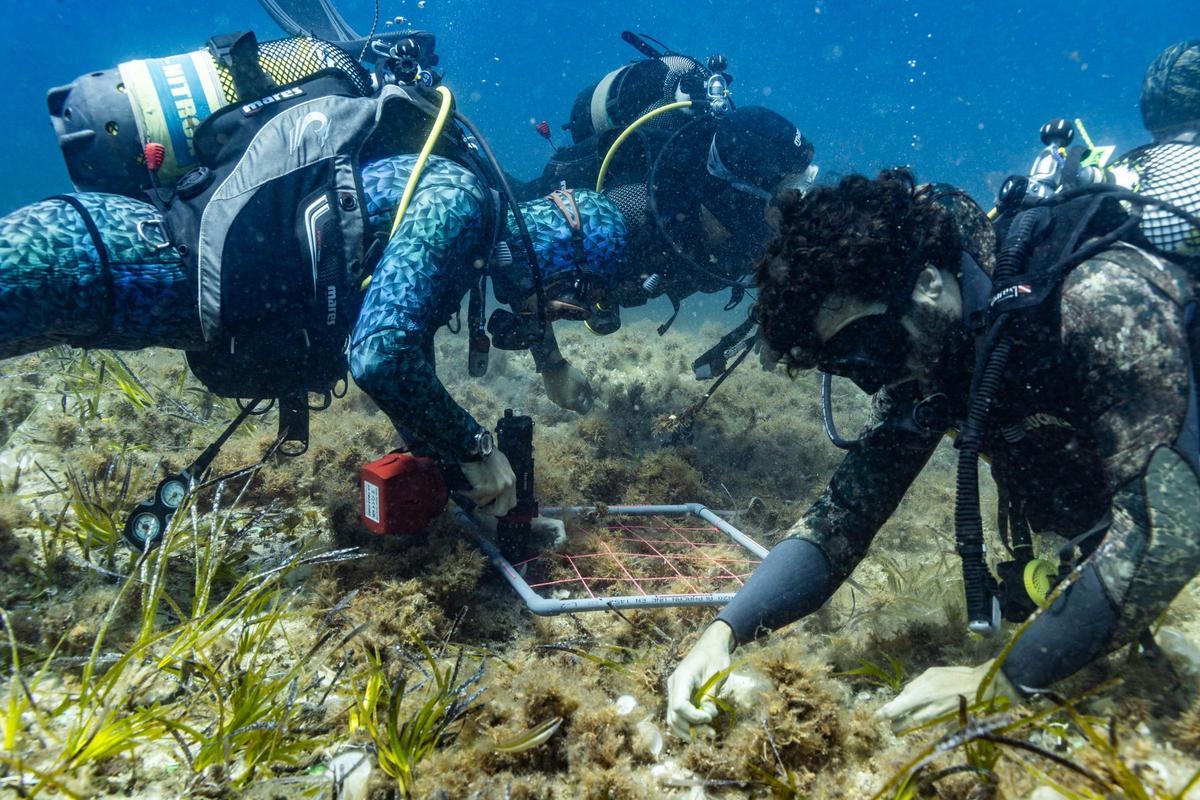 Un proyecto de plantación de posidonia