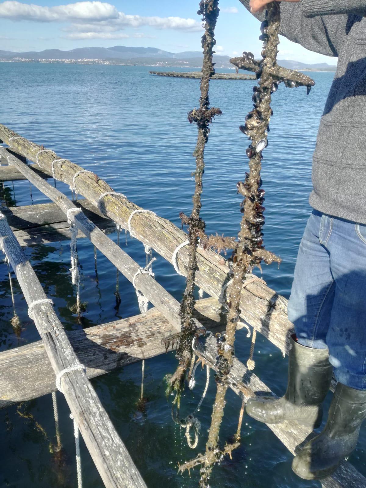 Un productor muestra los palillos en una cuerda de cría vacía.